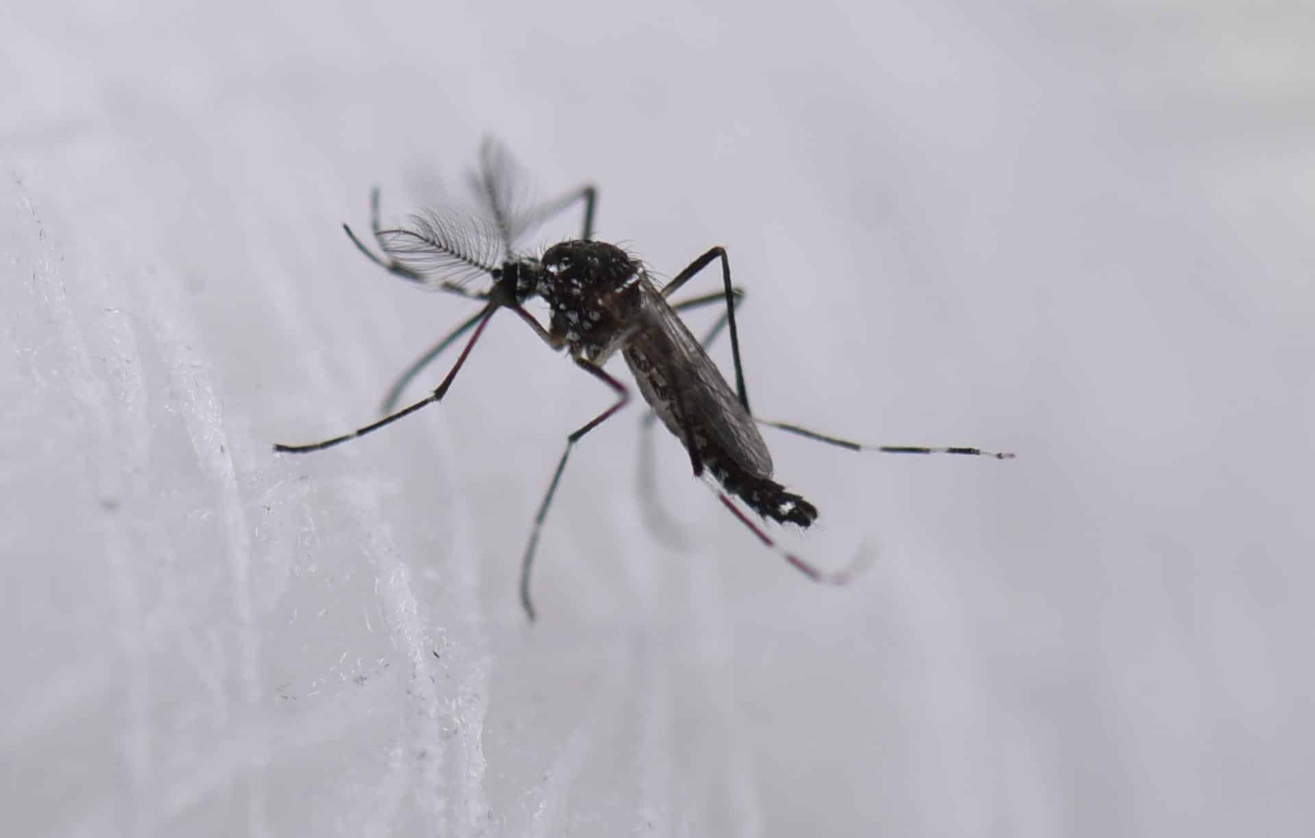 Fotografía de archivo de un mosquito aedes aeypti. EFE/ Ernesto Guzmán