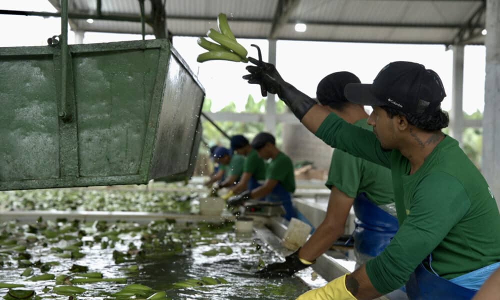 Fotografía de trabajadores lavando bananos en la Hacienda Celia María, que produce banano orgánico en el cantón (municipio) de Pasaje, de la provincia de El Oro (Ecuador). EFE / Mauricio Torres