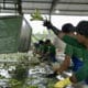 Fotografía de trabajadores lavando bananos en la Hacienda Celia María, que produce banano orgánico en el cantón (municipio) de Pasaje, de la provincia de El Oro (Ecuador). EFE / Mauricio Torres