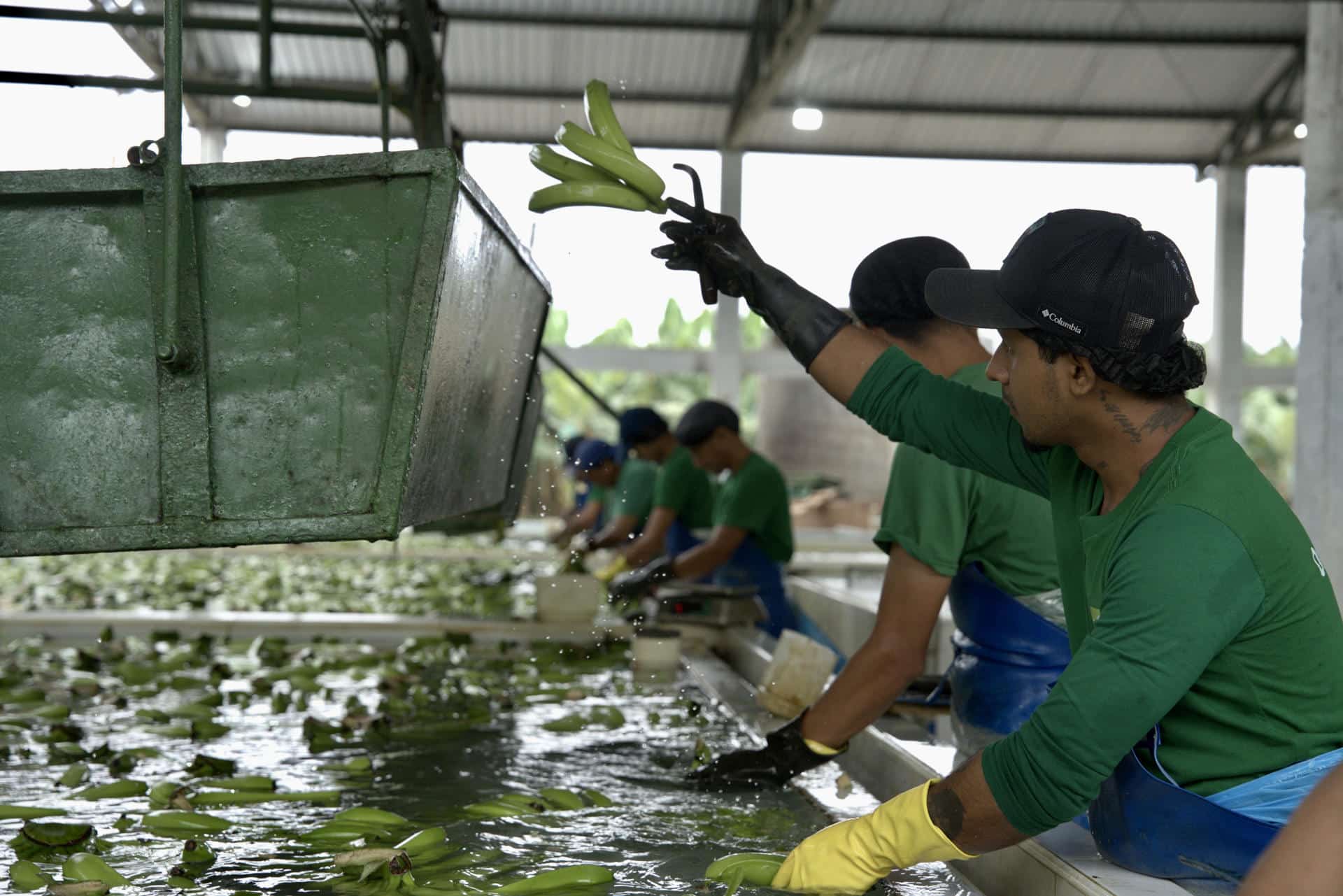 Fotografía de trabajadores lavando bananos en la Hacienda Celia María, que produce banano orgánico en el cantón (municipio) de Pasaje, de la provincia de El Oro (Ecuador). EFE / Mauricio Torres