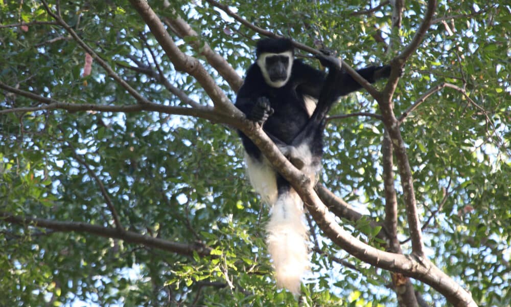 El amenazado colobo del Kilimanjaro (Colobus caudatus) sólo se encuentra en los bosques de las tierras altas de la frontera entre Tanzania y Kenia, a caballo entre dos áreas clave para la biodiversidad. Fotografía facilitada por Alexander Lees, de la Universidad Metropolitana de Manchester. EFE