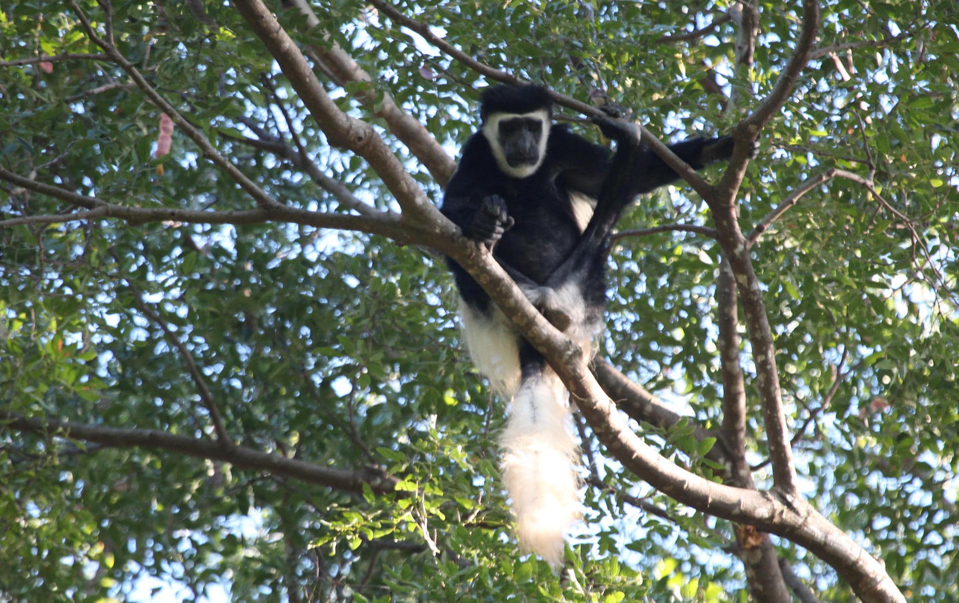 El amenazado colobo del Kilimanjaro (Colobus caudatus) sólo se encuentra en los bosques de las tierras altas de la frontera entre Tanzania y Kenia, a caballo entre dos áreas clave para la biodiversidad. Fotografía facilitada por Alexander Lees, de la Universidad Metropolitana de Manchester. EFE