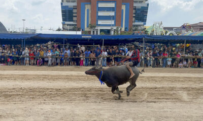 La zona rural tailandesa de Chonburi celebra este miércoles, un año más su tradicional carrera de búfalos, que este año cumple 153 años y marca el fin a más de una semana de actividades en torno a estos bóvidos, a los que se les muestra gratitud por su importante labor en el pasado en el campo. EFE/ Brian Bujalance