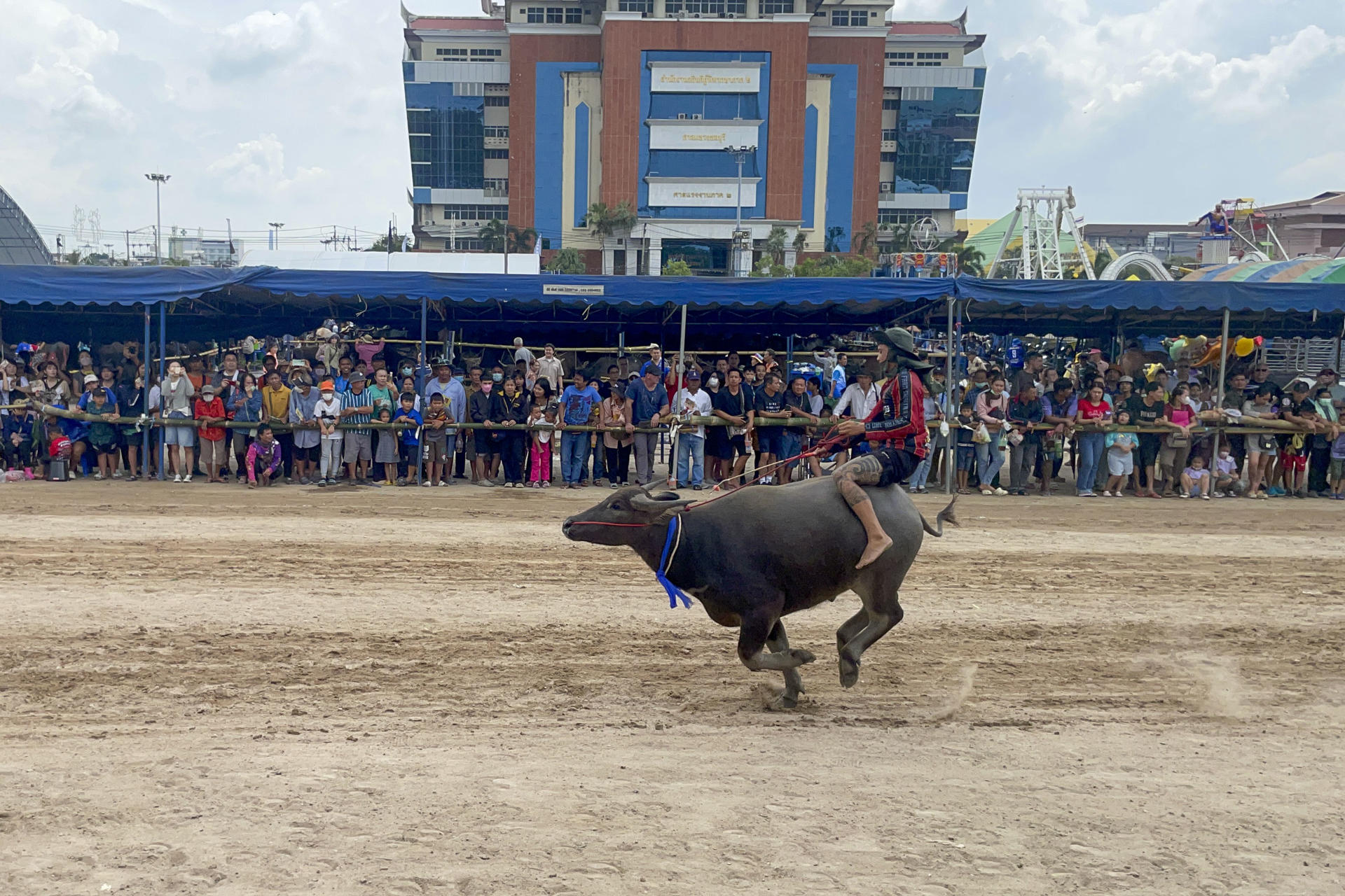 La zona rural tailandesa de Chonburi celebra este miércoles, un año más su tradicional carrera de búfalos, que este año cumple 153 años y marca el fin a más de una semana de actividades en torno a estos bóvidos, a los que se les muestra gratitud por su importante labor en el pasado en el campo. EFE/ Brian Bujalance