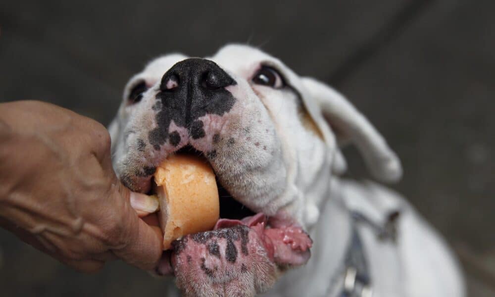 Fotografía que muestra una mascota disfrutando de un helado en Ciudad de México. Archivo. EFE/Sáshenka Gutiérrez