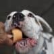 Fotografía que muestra una mascota disfrutando de un helado en Ciudad de México. Archivo. EFE/Sáshenka Gutiérrez