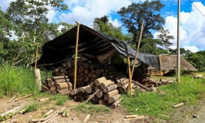 Fotografía de archivo de troncos de balsa en un aserradero, el 8 de julio de 2020, en Río Villano, provincia de Pastaza (Ecuador).EFE/José Jácome