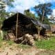 Fotografía de archivo de troncos de balsa en un aserradero, el 8 de julio de 2020, en Río Villano, provincia de Pastaza (Ecuador).EFE/José Jácome