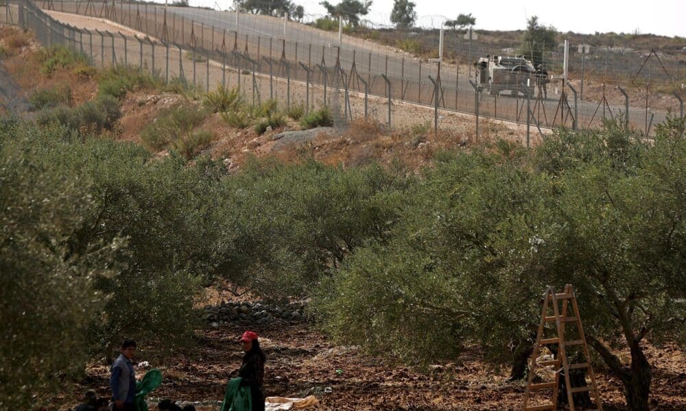 Foto de archivo de varias personas que trabajan en la recolecta de la aceituna junto al las barreras de separación con Israel en la ciudad cisjordana de Dair Debwan. EFE/Atef Safadi