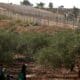 Foto de archivo de varias personas que trabajan en la recolecta de la aceituna junto al las barreras de separación con Israel en la ciudad cisjordana de Dair Debwan. EFE/Atef Safadi