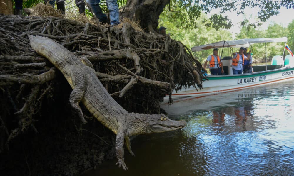 Fotografía de archivo de una babilla liberada en Colombia. EFE/ Ernesto Guzmán