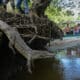 Fotografía de archivo de una babilla liberada en Colombia. EFE/ Ernesto Guzmán