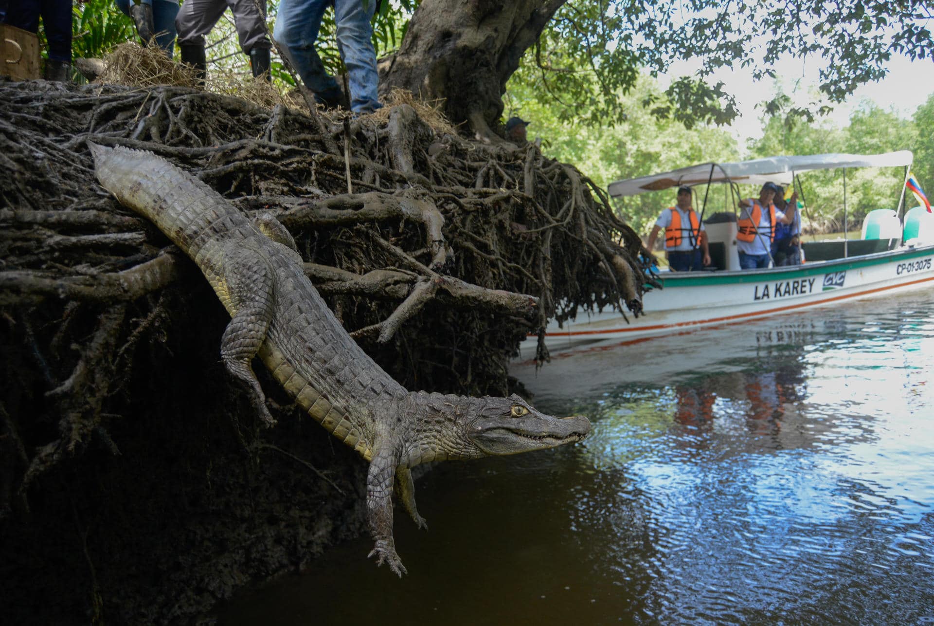 Fotografía de archivo de una babilla liberada en Colombia. EFE/ Ernesto Guzmán