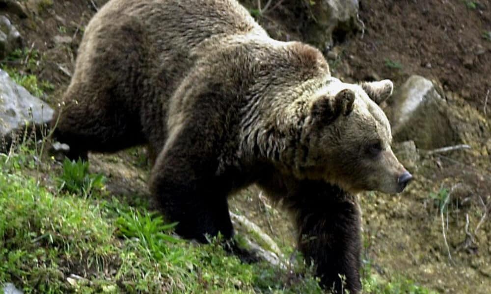 Foto de archivo de un oso pardo. EFE/ARCHIVO/jlc