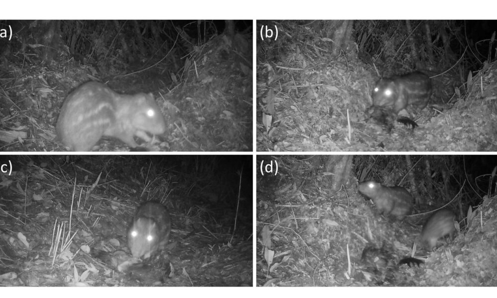 Un estudio liderado por investigadores del Departamento de Ecología de la Universidad de Alicante (UA) ha hallado evidencias del consumo de carroña por parte de un esquivo mamífero tropical, la paca de montaña o el tepezcuintle de montaña (Cuniculus taczanowskii), un roedor que habita en los bosques montanos de los Andes, aunque también se encuentra, con menor frecuencia, en los páramos. EFE/  Universidad de Alicante/SOLO USO EDITORIAL/SOLO DISPONIBLE PARA ILUSTRAR LA NOTICIA QUE ACOMPAÑA (CRÉDITO OBLIGATORIO)