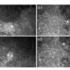 Un estudio liderado por investigadores del Departamento de Ecología de la Universidad de Alicante (UA) ha hallado evidencias del consumo de carroña por parte de un esquivo mamífero tropical, la paca de montaña o el tepezcuintle de montaña (Cuniculus taczanowskii), un roedor que habita en los bosques montanos de los Andes, aunque también se encuentra, con menor frecuencia, en los páramos. EFE/  Universidad de Alicante/SOLO USO EDITORIAL/SOLO DISPONIBLE PARA ILUSTRAR LA NOTICIA QUE ACOMPAÑA (CRÉDITO OBLIGATORIO)