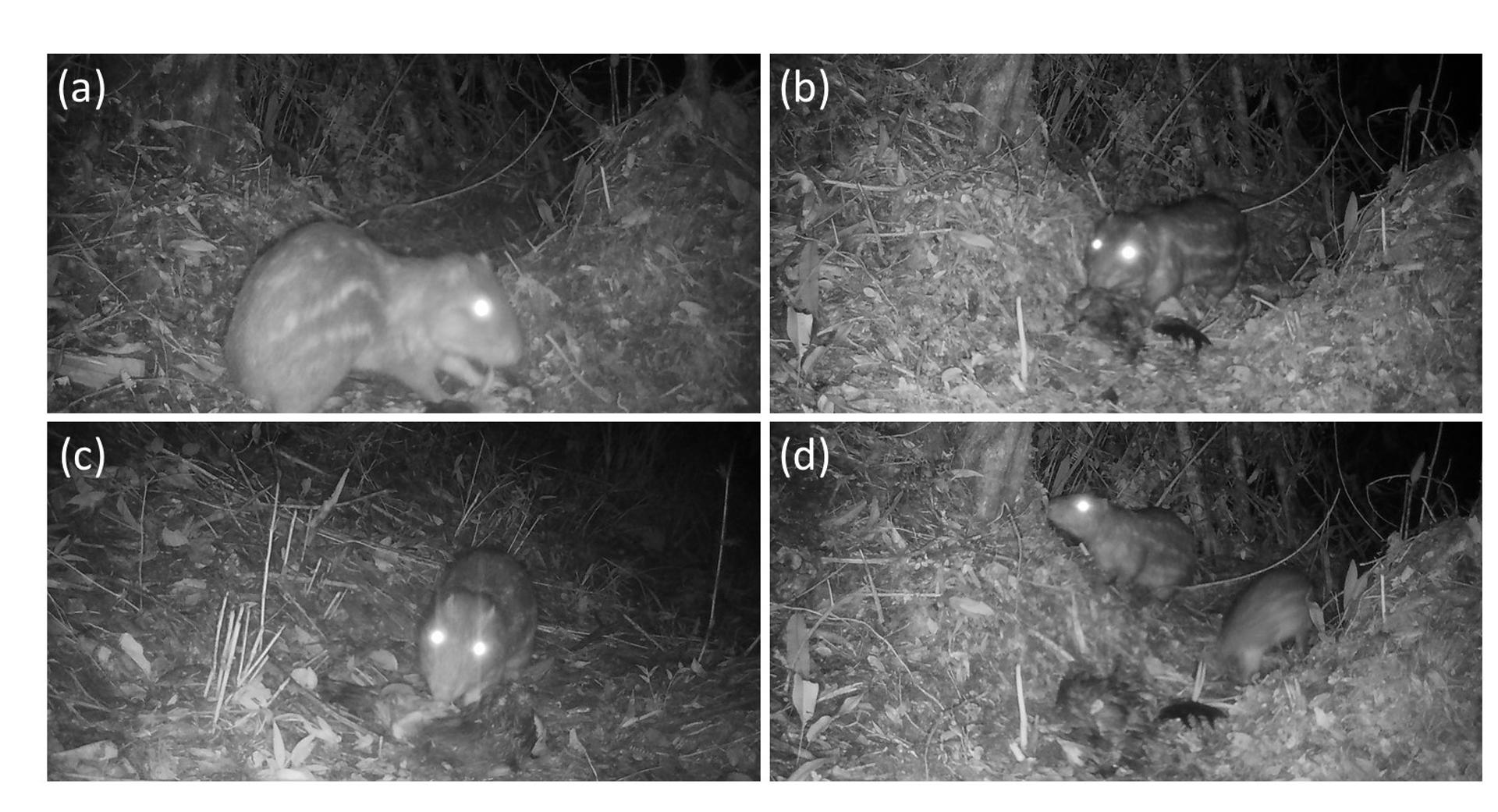 Un estudio liderado por investigadores del Departamento de Ecología de la Universidad de Alicante (UA) ha hallado evidencias del consumo de carroña por parte de un esquivo mamífero tropical, la paca de montaña o el tepezcuintle de montaña (Cuniculus taczanowskii), un roedor que habita en los bosques montanos de los Andes, aunque también se encuentra, con menor frecuencia, en los páramos. EFE/  Universidad de Alicante/SOLO USO EDITORIAL/SOLO DISPONIBLE PARA ILUSTRAR LA NOTICIA QUE ACOMPAÑA (CRÉDITO OBLIGATORIO)