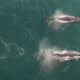 Fotografía de archivo de dos ballenas jorobadas. EFE/ Antonio Lacerda