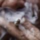 Fotografía de archivo en donde un hombre fuma un cigarrillo. EFE/ Jeffrey Arguedas