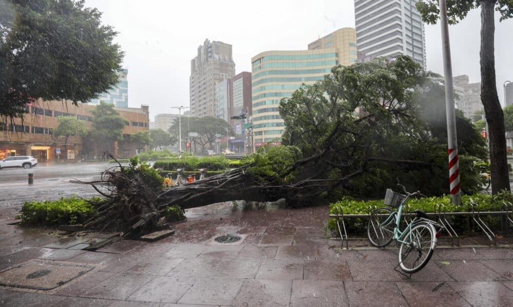 Un árbol arrancado de raíz que cayó con el viento y la lluvia provocados por el tifón Krathon en la ciudad de Kaohsiung, Taiwán, el 3 de octubre de 2024. EFE/EPA/RITCHIE B. TONGO