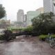 Un árbol arrancado de raíz que cayó con el viento y la lluvia provocados por el tifón Krathon en la ciudad de Kaohsiung, Taiwán, el 3 de octubre de 2024. EFE/EPA/RITCHIE B. TONGO