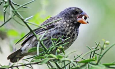 Los picos de los pinzones terrestres medianos de Darwin pueden evolucionar para aplastar las cáscaras de semillas duras. Crédito: Andrew Hendr