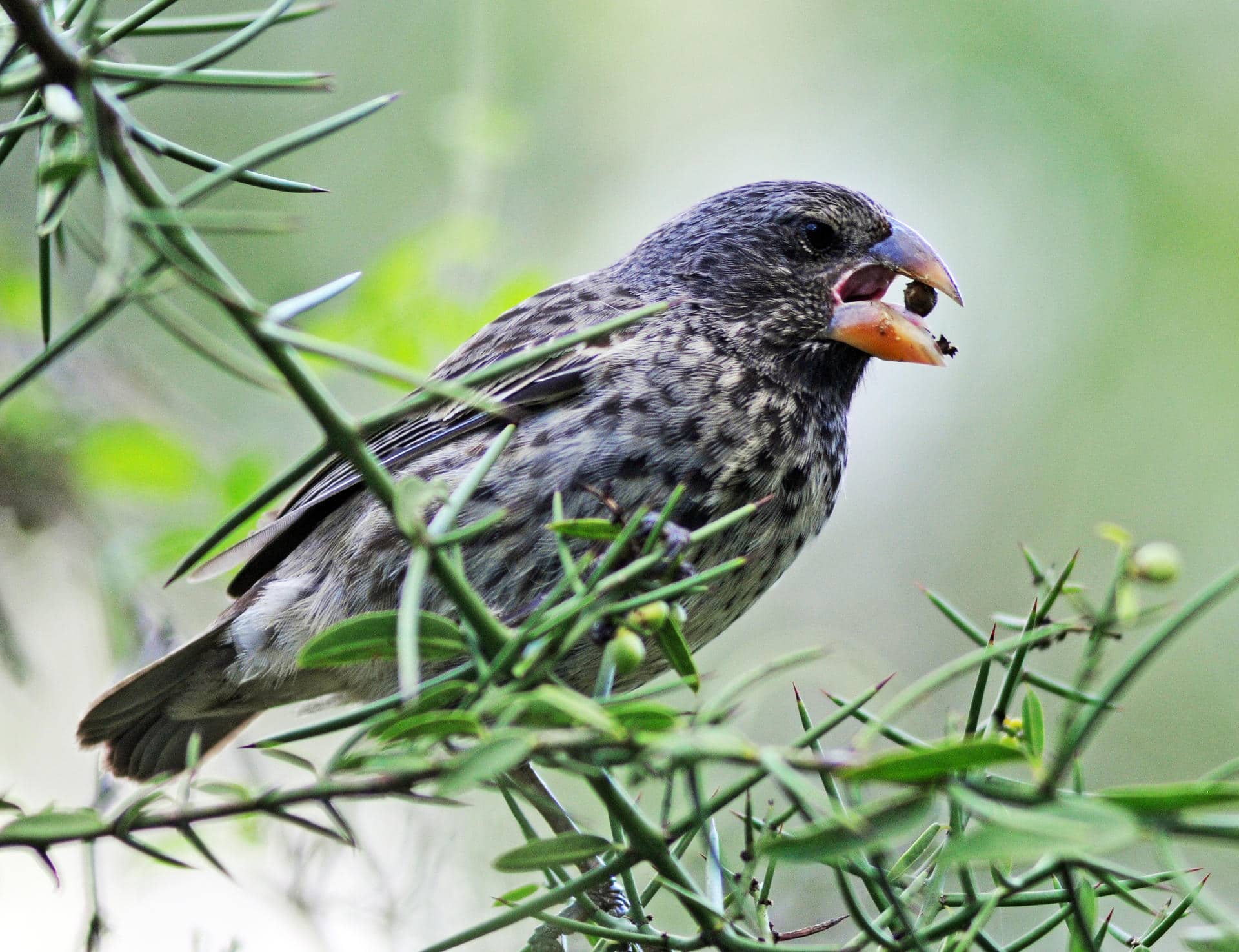 Los picos de los pinzones terrestres medianos de Darwin pueden evolucionar para aplastar las cáscaras de semillas duras. Crédito: Andrew Hendr