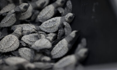 Neonatos de tortugas Lora marinas (Lepidochelys olivacea) son extraídas de los nidos del vivero de la Fundación Tortuguías, para su liberación en las costas de Punta Chame, este viernes, a unos 100 kilómetros de la ciudad de Panamá (Panamá). EFE/ Bienvenido Velasco