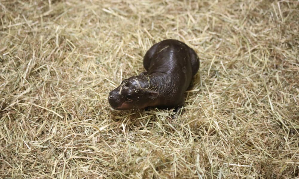 Una pequeña cría hembra de hipopótamo pigmeo, apodada 'Haggis', nació en el zoológico de Edimburgo y ya se la conoce como la 'Moo Deng' escocesa, después del ejemplar tailandés que se hizo viral en redes sociales. EFE/ Royal Zoological Society Of Scotland (rzss) SOLO USO EDITORIAL SOLO DISPONIBLE PARA ILUSTRAR LA NOTICIA QUE ACOMPAÑA (CRÉDITO OBLIGATORIO)