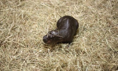 Una pequeña cría hembra de hipopótamo pigmeo, apodada 'Haggis', nació en el zoológico de Edimburgo y ya se la conoce como la 'Moo Deng' escocesa, después del ejemplar tailandés que se hizo viral en redes sociales. EFE/ Royal Zoological Society Of Scotland (rzss) SOLO USO EDITORIAL SOLO DISPONIBLE PARA ILUSTRAR LA NOTICIA QUE ACOMPAÑA (CRÉDITO OBLIGATORIO)