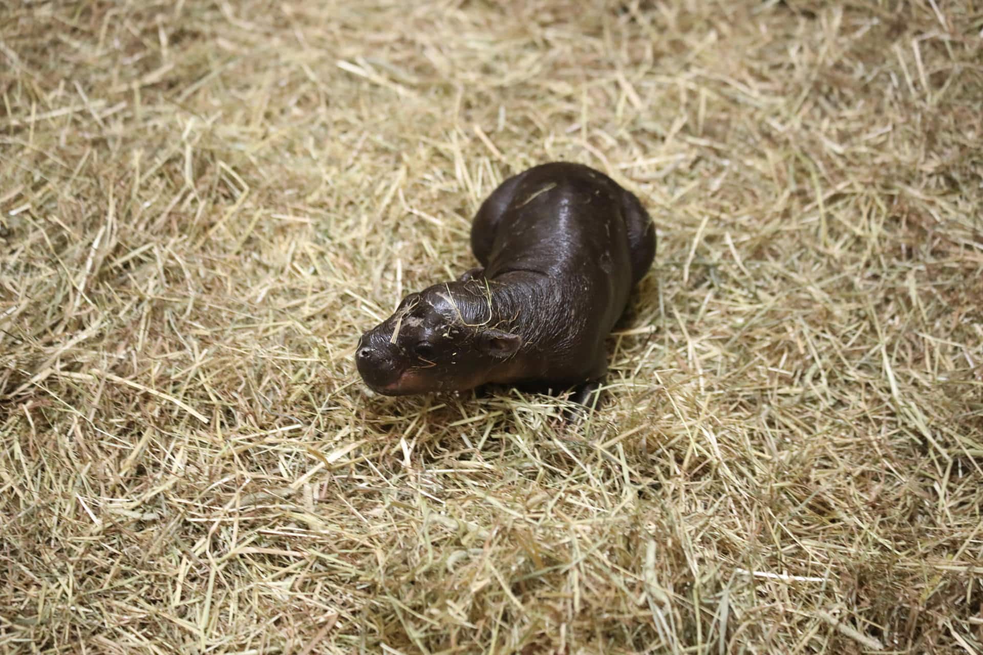 Una pequeña cría hembra de hipopótamo pigmeo, apodada 'Haggis', nació en el zoológico de Edimburgo y ya se la conoce como la 'Moo Deng' escocesa, después del ejemplar tailandés que se hizo viral en redes sociales. EFE/ Royal Zoological Society Of Scotland (rzss) SOLO USO EDITORIAL SOLO DISPONIBLE PARA ILUSTRAR LA NOTICIA QUE ACOMPAÑA (CRÉDITO OBLIGATORIO)