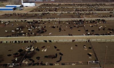 Fotografía aérea de ganado vacuno este jueves en Ciudad Juárez, Chihuahua (México). EFE/ Luis Torres