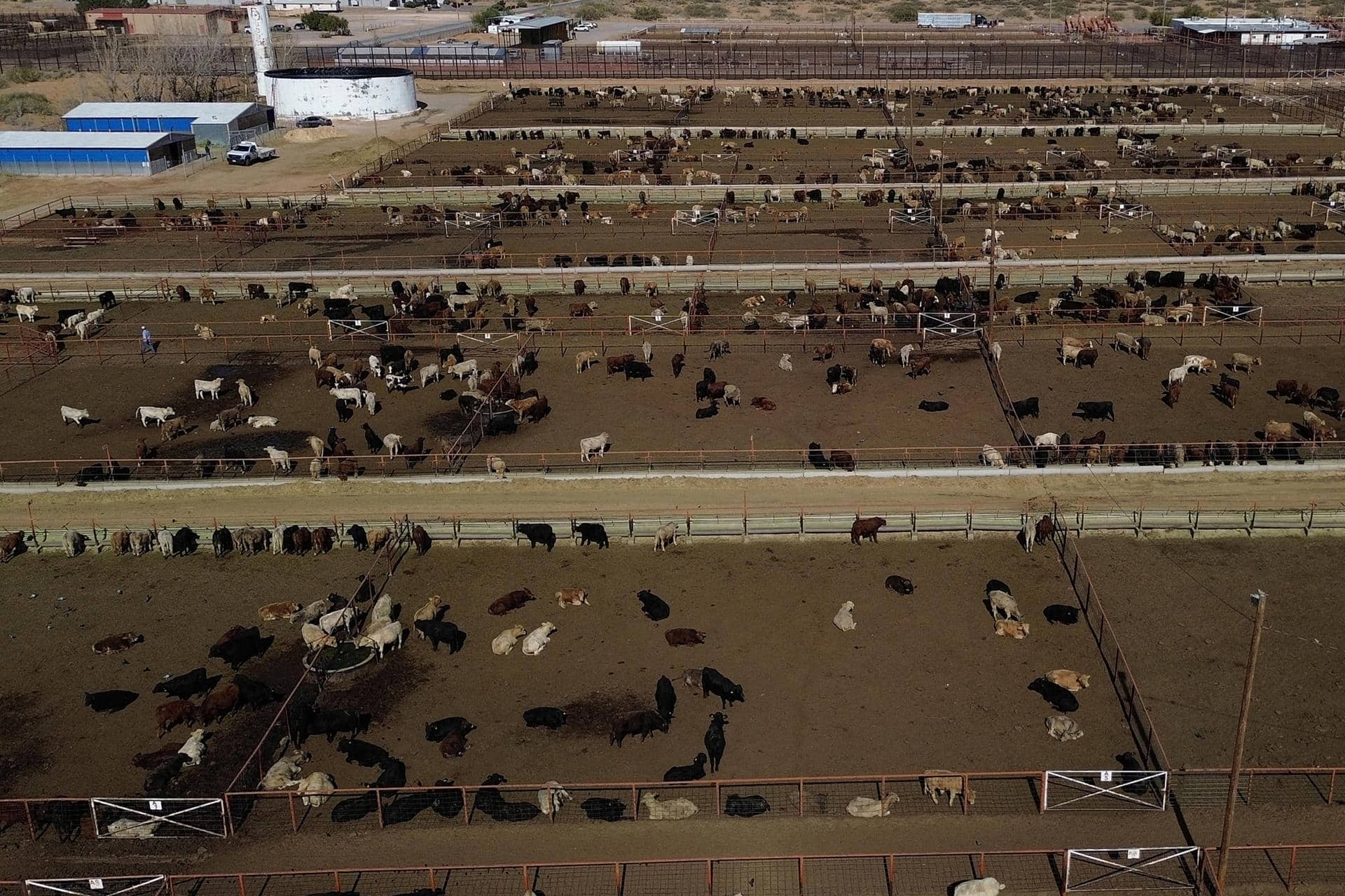 Fotografía aérea de ganado vacuno este jueves en Ciudad Juárez, Chihuahua (México). EFE/ Luis Torres