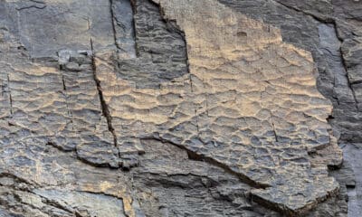 El deshielo y la reducción de nieve por el cambio climático ha revelado un ecosistema entero fosilizado oculto durante 280 millones de años en los Alpes italianos, un hallazgo que se expone desde este miércoles en el Museo de Historia Natural de Milán. EFE/ Elio Della Ferrera / Museo De Historia Natural De Milán SÓLO USO EDITORIAL / SÓLO DISPONIBLE PARA ILUSTRAR LA NOTICIA QUE ACOMPAÑA (CRÉDITO OBLIGATORIO)