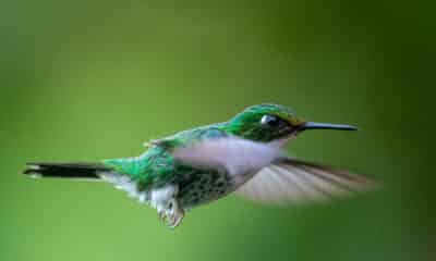 Fotografía de un colibrí en la población de Mindo, en el Chocó Andino, a unos 25km de Quito (Ecuador). EFE/ José Jácome