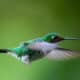 Fotografía de un colibrí en la población de Mindo, en el Chocó Andino, a unos 25km de Quito (Ecuador). EFE/ José Jácome