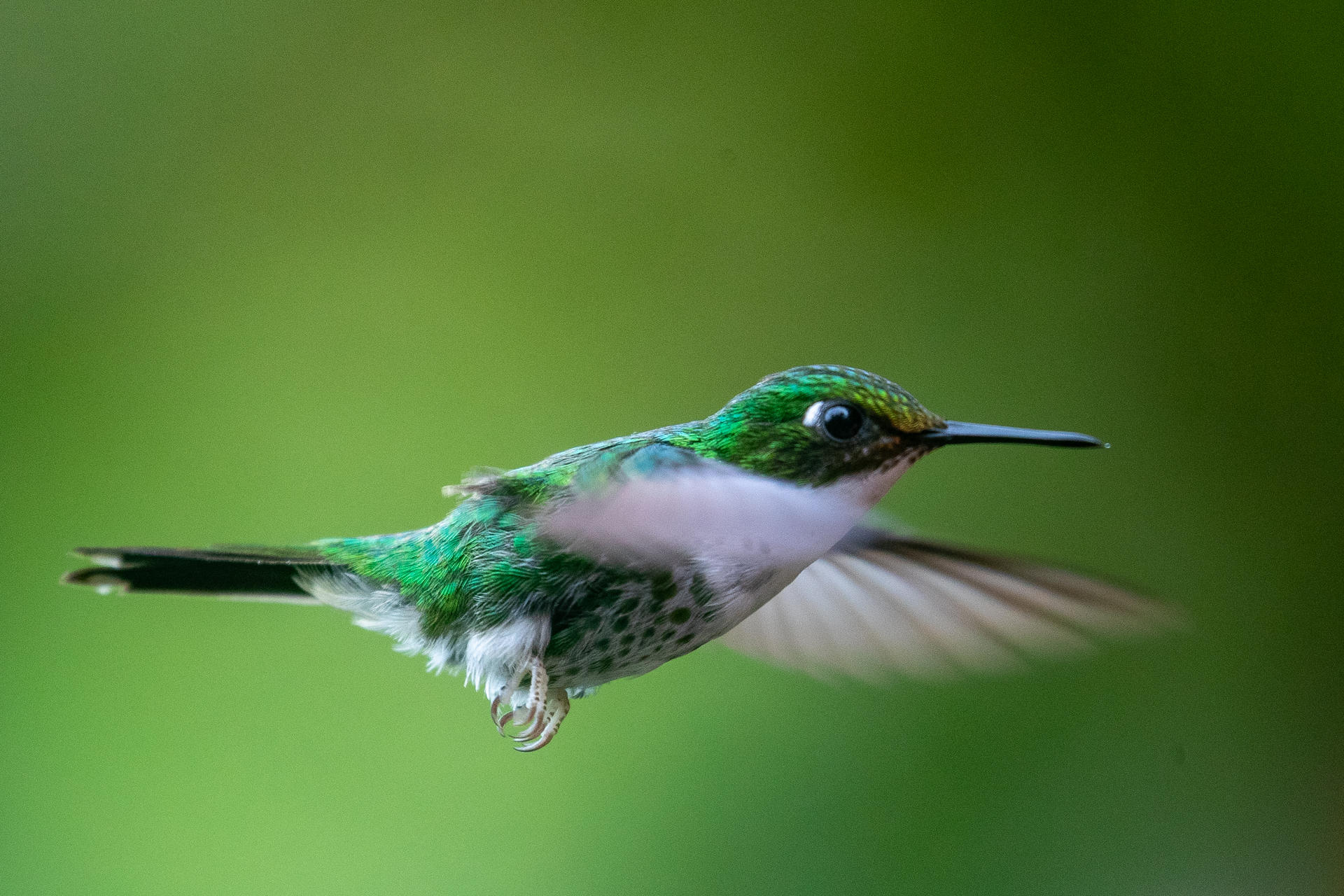 Fotografía de un colibrí en la población de Mindo, en el Chocó Andino, a unos 25km de Quito (Ecuador). EFE/ José Jácome