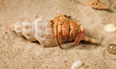 SÍDNEY, 08/11/2024.- Inspirados en el color carmesí de sus tenazas y patas, científicos australianos bautizaron con el nombre de 'Ermitaño con pinzas de fresa' a una nueva especie de cangrejo endémico de Australia, informó este viernes el Museo del estado de Queensland (noreste del país). EFE/Museo de Queensland  *****SOLO USO EDITORIAL/SOLO DISPONIBLE PARA ILUSTRAR LA NOTICIA QUE ACOMPAÑA (CRÉDITO OBLIGATORIO) *****