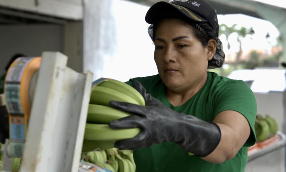 Fotografía de tomada el 23 de octubre de 2024 en donde se ve una pila de bananos cosechados en la sureña provincia ecuatoriana de El Oro en Pasaje (Ecuador). EFE / Mauricio Torres