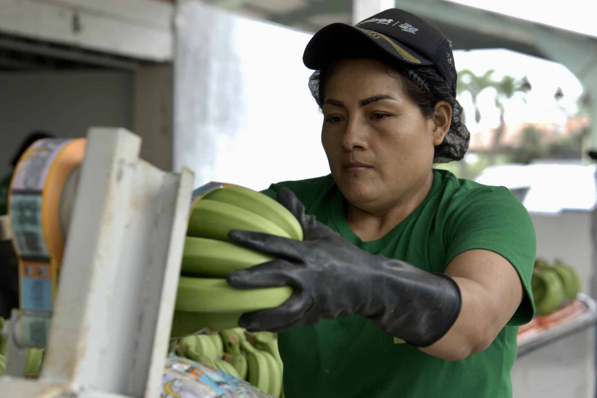 Fotografía de tomada el 23 de octubre de 2024 en donde se ve una pila de bananos cosechados en la sureña provincia ecuatoriana de El Oro en Pasaje (Ecuador). EFE / Mauricio Torres