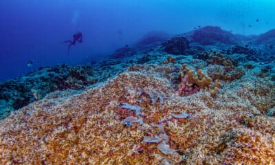 Fotografía cedida por National Geographic Pristine Seas del coral más grande del mundo en las Islas Salomón. Una expedición de científicos, incluidos algunos españoles, ha descubierto el coral más grande del mundo, de 34 metros de ancho y 32 metros de largo, en las Islas Salomón del Pacífico Sur, indicaron este jueves los responsables del proyecto Pristine Seas de la sociedad National Geographic. EFE/ Manu San Felix / National Geographic Pristine Seas / SOLO USO EDITORIAL NO VENTAS/ SOLO DISPONIBLE PARA ILUSTRAR LA NOTICIA QUE ACOMPAÑA (CRÉDITO OBLIGATORIO)