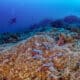 Fotografía cedida por National Geographic Pristine Seas del coral más grande del mundo en las Islas Salomón. Una expedición de científicos, incluidos algunos españoles, ha descubierto el coral más grande del mundo, de 34 metros de ancho y 32 metros de largo, en las Islas Salomón del Pacífico Sur, indicaron este jueves los responsables del proyecto Pristine Seas de la sociedad National Geographic. EFE/ Manu San Felix / National Geographic Pristine Seas / SOLO USO EDITORIAL NO VENTAS/ SOLO DISPONIBLE PARA ILUSTRAR LA NOTICIA QUE ACOMPAÑA (CRÉDITO OBLIGATORIO)