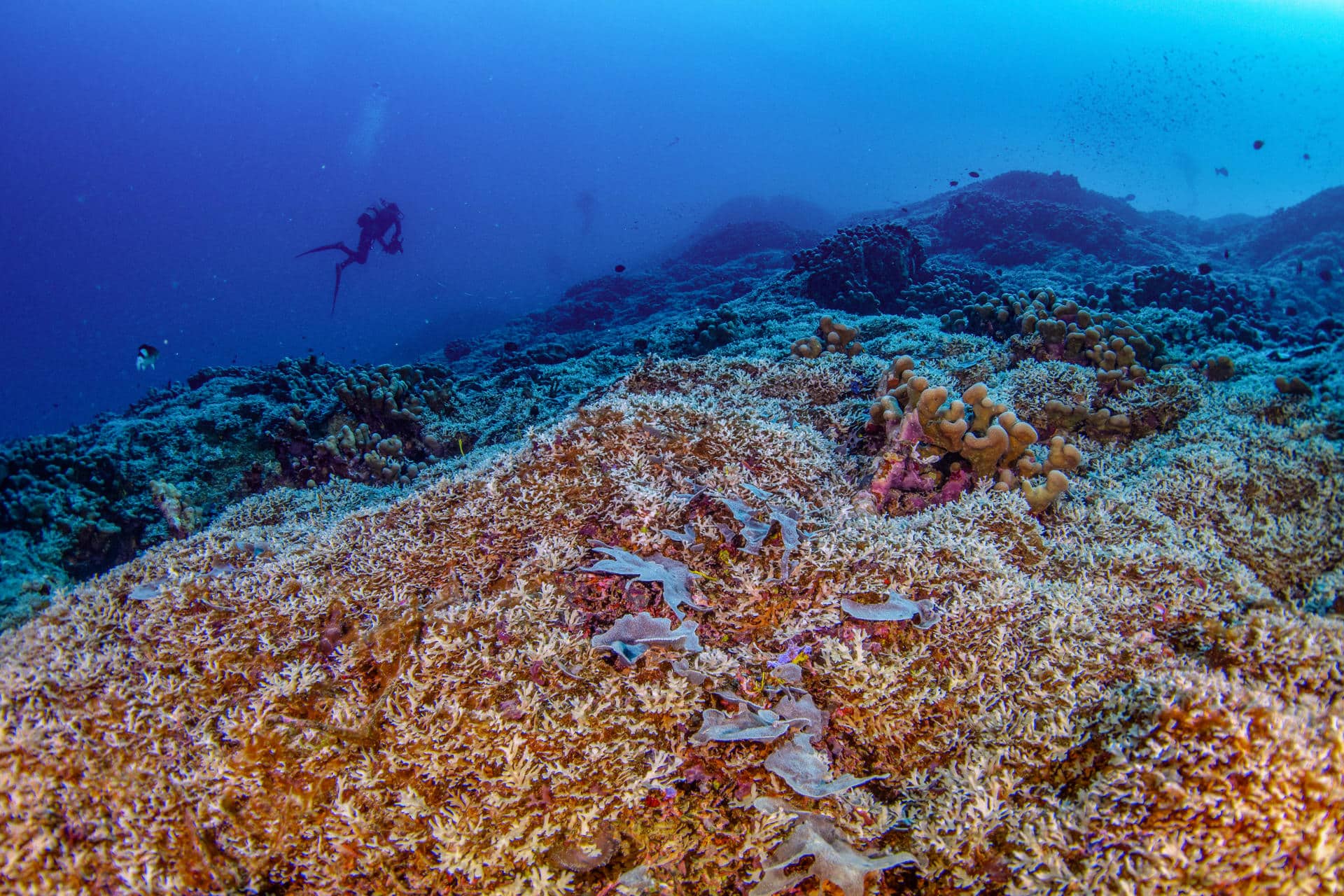 Fotografía cedida por National Geographic Pristine Seas del coral más grande del mundo en las Islas Salomón. Una expedición de científicos, incluidos algunos españoles, ha descubierto el coral más grande del mundo, de 34 metros de ancho y 32 metros de largo, en las Islas Salomón del Pacífico Sur, indicaron este jueves los responsables del proyecto Pristine Seas de la sociedad National Geographic. EFE/ Manu San Felix / National Geographic Pristine Seas / SOLO USO EDITORIAL NO VENTAS/ SOLO DISPONIBLE PARA ILUSTRAR LA NOTICIA QUE ACOMPAÑA (CRÉDITO OBLIGATORIO)