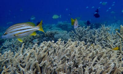 Fotografía del 29 de septiembre de 2024 cedida por Australian Institute of Marine Science, donde se observan colonias de coral vivas, en Australia. La parte norte de la Gran Barrera de Arrecifes, el mayor sistema coralino del mundo que se extiende a lo largo de 2.300 kilómetros frente a la costa nororiental australiana, sufrió la peor pérdida anual de corales en casi cuatro décadas por culpa de la crisis climática, según un informe publicado este martes. EFE/ Australian Institute Of Marine Science SOLO USO EDITORIAL/SOLO DISPONIBLE PARA ILUSTRAR LA NOTICIA QUE ACOMPAÑA (CRÉDITO OBLIGATORIO)