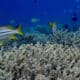 Fotografía del 29 de septiembre de 2024 cedida por Australian Institute of Marine Science, donde se observan colonias de coral vivas, en Australia. La parte norte de la Gran Barrera de Arrecifes, el mayor sistema coralino del mundo que se extiende a lo largo de 2.300 kilómetros frente a la costa nororiental australiana, sufrió la peor pérdida anual de corales en casi cuatro décadas por culpa de la crisis climática, según un informe publicado este martes. EFE/ Australian Institute Of Marine Science SOLO USO EDITORIAL/SOLO DISPONIBLE PARA ILUSTRAR LA NOTICIA QUE ACOMPAÑA (CRÉDITO OBLIGATORIO)