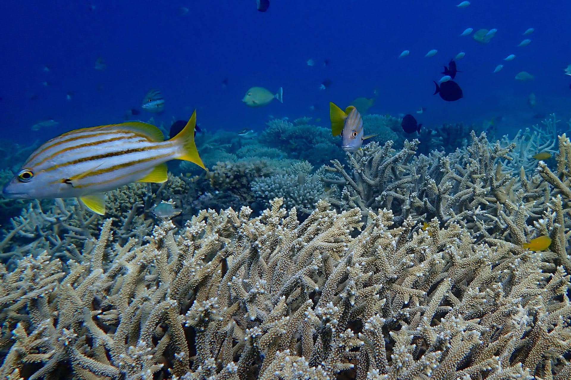 Fotografía del 29 de septiembre de 2024 cedida por Australian Institute of Marine Science, donde se observan colonias de coral vivas, en Australia. La parte norte de la Gran Barrera de Arrecifes, el mayor sistema coralino del mundo que se extiende a lo largo de 2.300 kilómetros frente a la costa nororiental australiana, sufrió la peor pérdida anual de corales en casi cuatro décadas por culpa de la crisis climática, según un informe publicado este martes. EFE/ Australian Institute Of Marine Science SOLO USO EDITORIAL/SOLO DISPONIBLE PARA ILUSTRAR LA NOTICIA QUE ACOMPAÑA (CRÉDITO OBLIGATORIO)