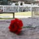 Fotografía de archivo de una flor frente al Memorial de Detenidos Desaparecidos y Ejecutados Políticos, en el Cementerio General de Santiago de Chile. EFE/ Elvis González