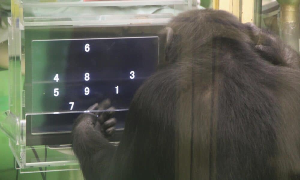 Fotografía facilitada por el investigador Akiho Muramatsu de un chimpancé realizando una tarea. EFE