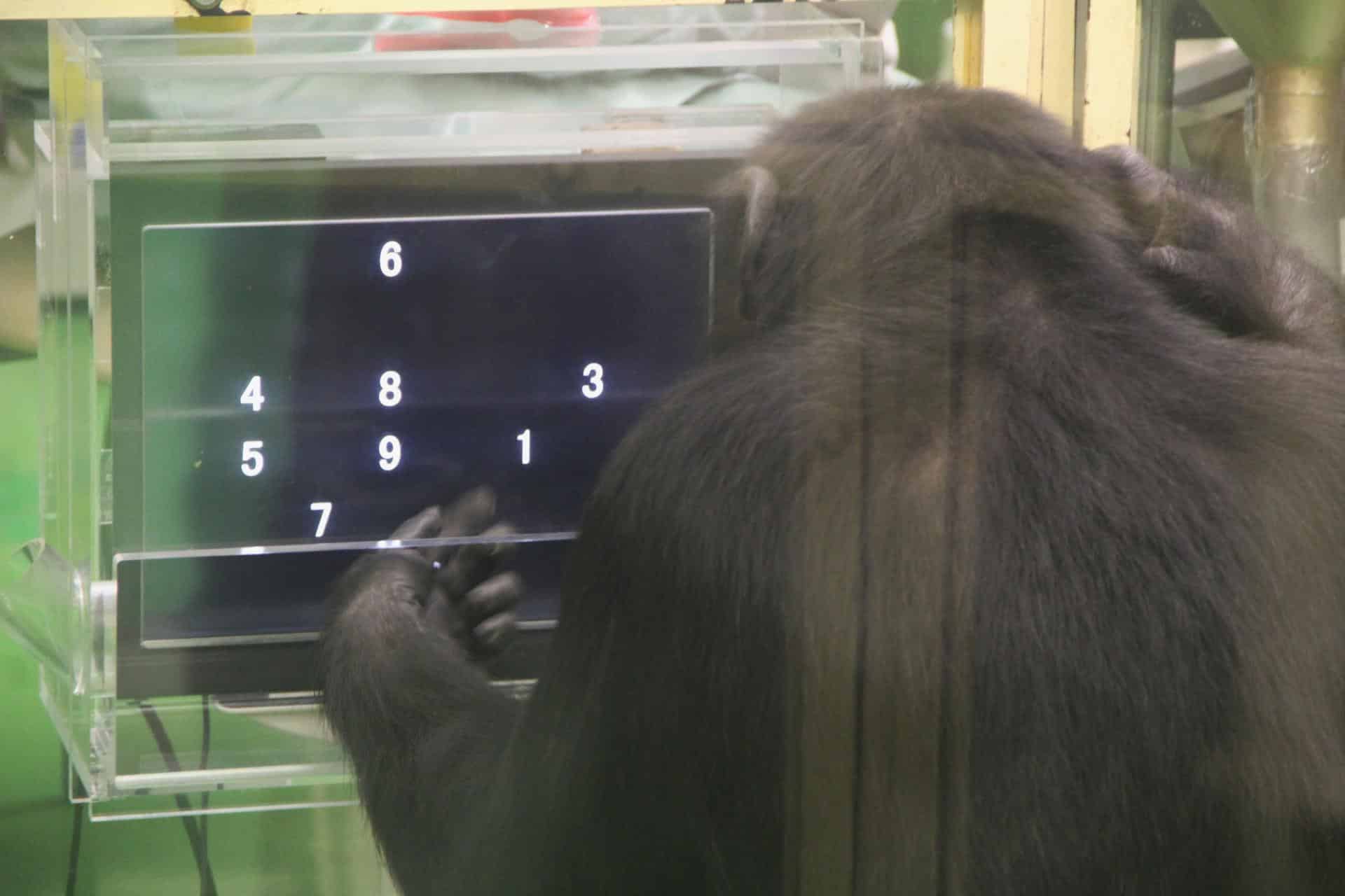 Fotografía facilitada por el investigador Akiho Muramatsu de un chimpancé realizando una tarea. EFE