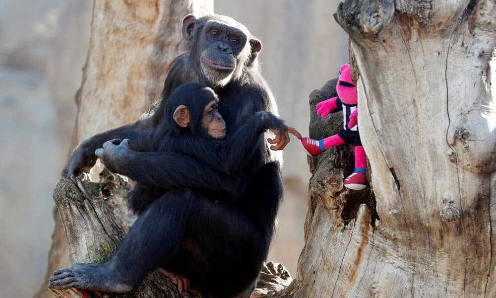 En la imagen de archivo, un chimpance y su cría juegan con un peluche. EFE/Kai Försterling